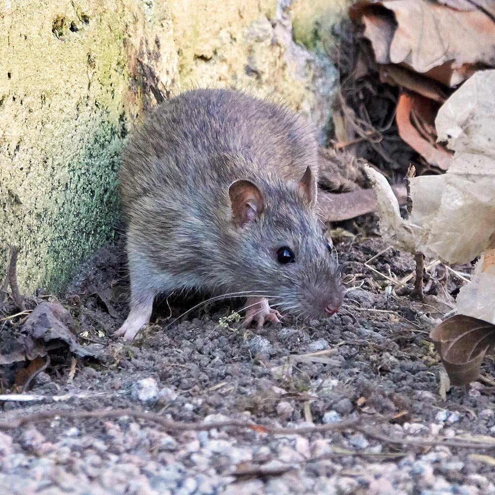 Indore Pest Control | +91 70111 51215